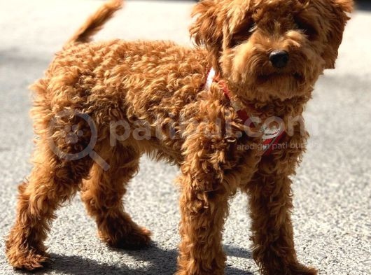 Orji̇nal Toy Poodle Red Brown Erkek Yavrumuz görsel