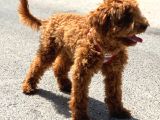 Orji̇nal Toy Poodle Red Brown Erkek Yavrumuz