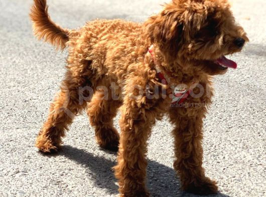 Orji̇nal Toy Poodle Red Brown Erkek Yavrumuz görsel