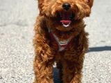 oRJİNAL TOY POODLE RED BROWN ERKEK YAVRUMUZ