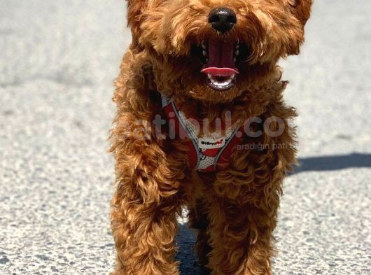 Orji̇nal Toy Poodle Red Brown Erkek Yavrumuz