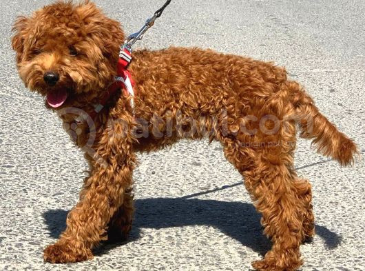 Orji̇nal Toy Poodle Red Brown Erkek Yavrumuz görsel