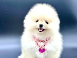 Gerçek Tedy Bear Pomeri̇an Boo Yavrular