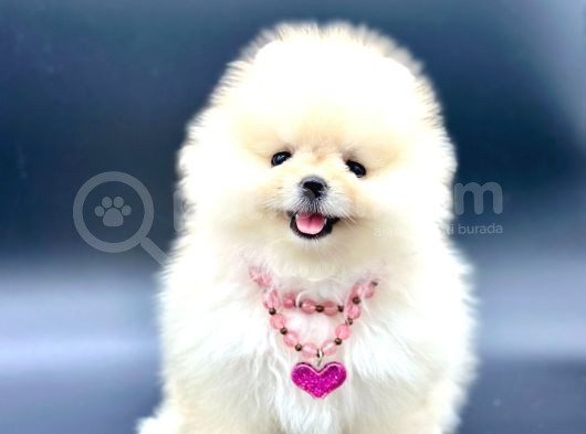 Gerçek Tedy Bear Pomeri̇an Boo Yavrular görsel