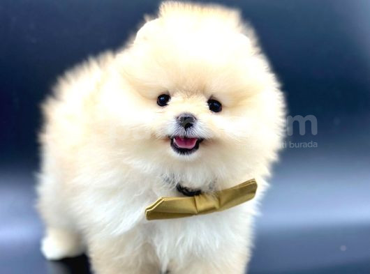 Gerçek Tedy Bear Pomeri̇an Boo Yavrular görsel