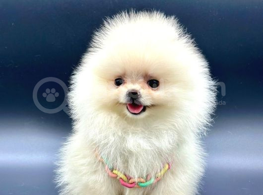 Gerçek Tedy Bear Pomeri̇an Boo Yavrular görsel