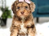 Kahve Tonlu Mini Boy Puppy Sevimli Yavrular Malti̇po Ci̇nsi̇ 