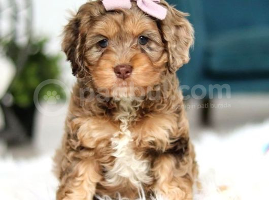 Kahve Tonlu Mini Boy Puppy Sevimli Yavrular Malti̇po Ci̇nsi̇  görsel