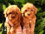 Red braw kıpkırmızı ev üretimi TOOY POODLE 