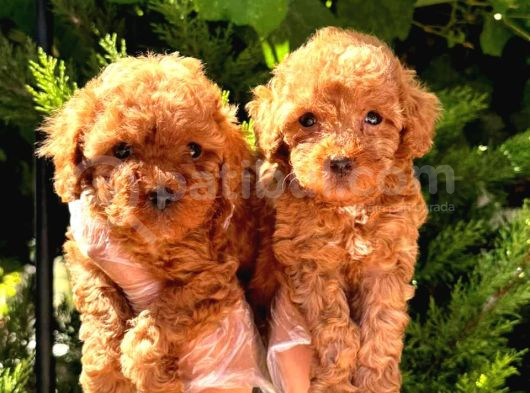 Red Braw Kıpkırmızı Ev Üretimi Tooy Poodle 