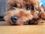 Toy poodle