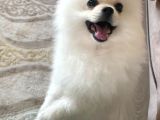 Ayi Surat Pomeri̇an Boo Aşilari Tam