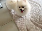 Ayi Surat Pomeri̇an Boo Aşilari Tam