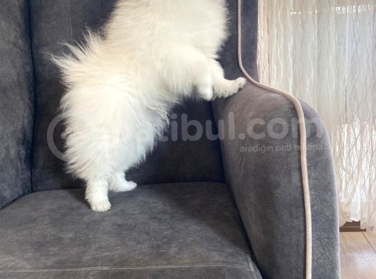 Ayi Surat Pomeri̇an Boo Aşilari Tam görsel
