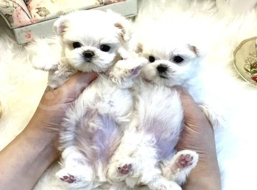 Teacup Maltese Terrier Bebekler görsel