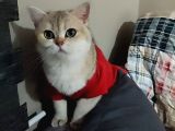 Ny25 British shorthair