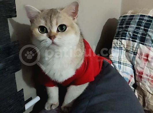 Ny25 British Shorthair
