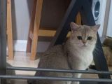 Ny25 British Shorthair