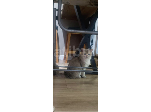 Ny25 British Shorthair görsel