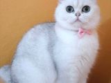 Bri̇ti̇sh Shorthai̇r