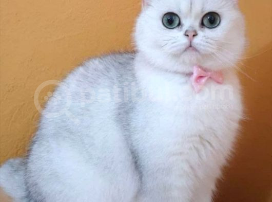 Bri̇ti̇sh Shorthai̇r görsel