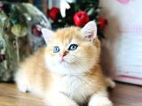 Orijinal British Shorthair Golden
