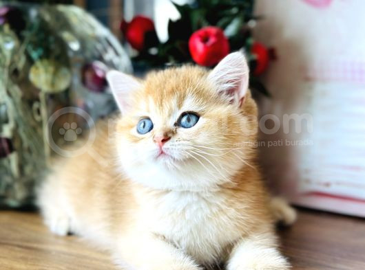 Orijinal British Shorthair Golden görsel
