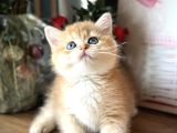 Orijinal British Shorthair Golden