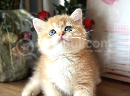 Orijinal British Shorthair Golden görsel