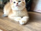 Orijinal British Shorthair Golden