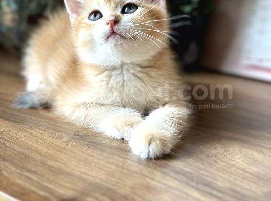Orijinal British Shorthair Golden görsel