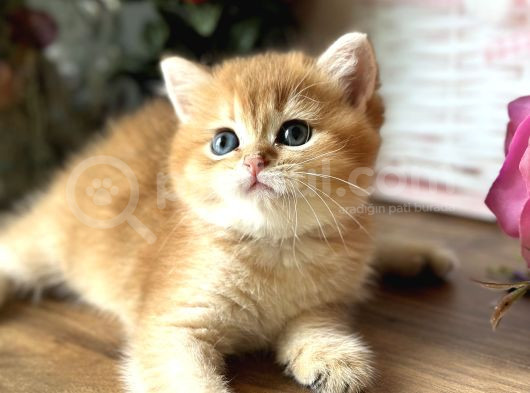 Orijinal British Shorthair Golden görsel