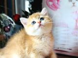 Orijinal British shorthair golden
