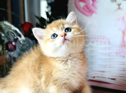 Orijinal British Shorthair Golden
