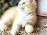 Orijinal British Shorthair Golden