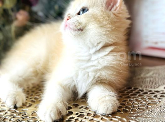 Orijinal British Shorthair Golden görsel