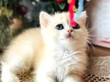 Orijinal British Shorthair Golden