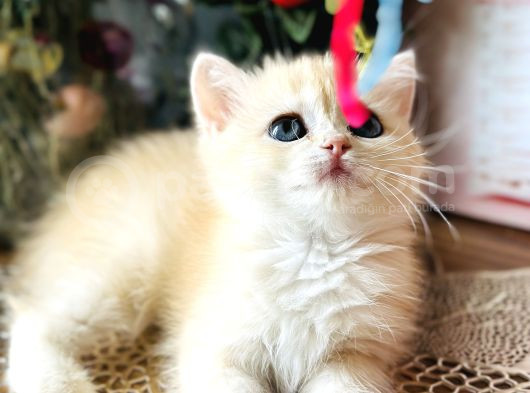 Orijinal British Shorthair Golden görsel