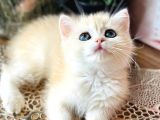 Orijinal British Shorthair Golden