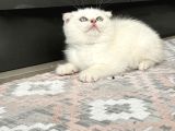 Sağlık Garantili Safkan Scottish