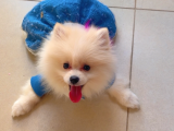 Pomeranian
