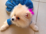 Pomeranian