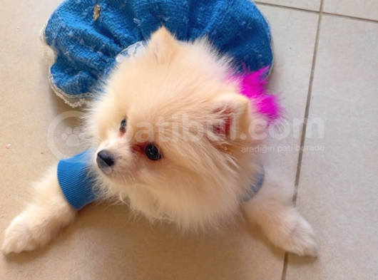 Pomeranian görsel