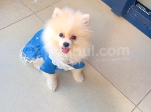 Pomeranian görsel