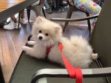 Pomeranian