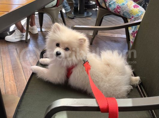 Pomeranian görsel