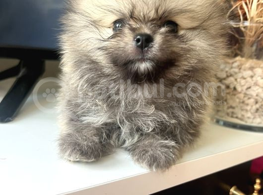 Turkishpuppy Secereli Di̇şi̇ görsel