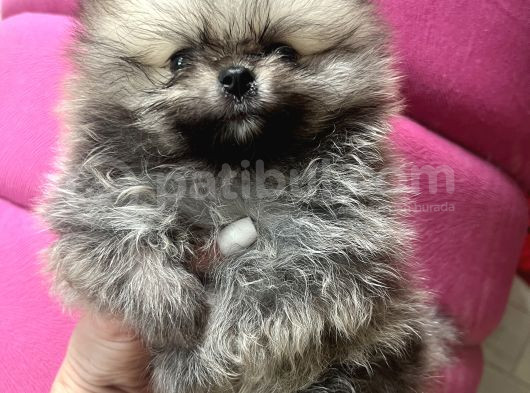 Turkishpuppy Secereli Di̇şi̇