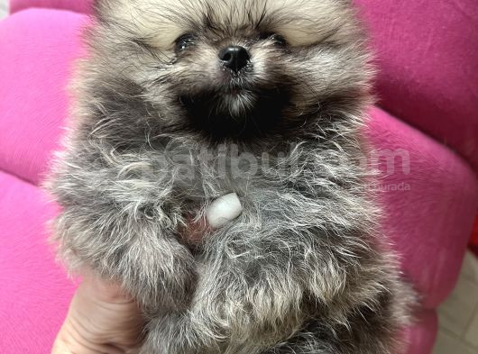 Turkishpuppy Secereli Di̇şi̇ görsel