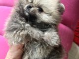 Turkishpuppy Secereli Di̇şi̇